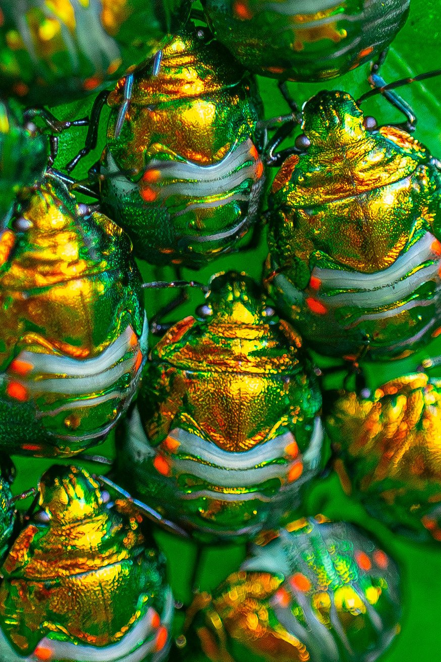 Shield bug nymphs