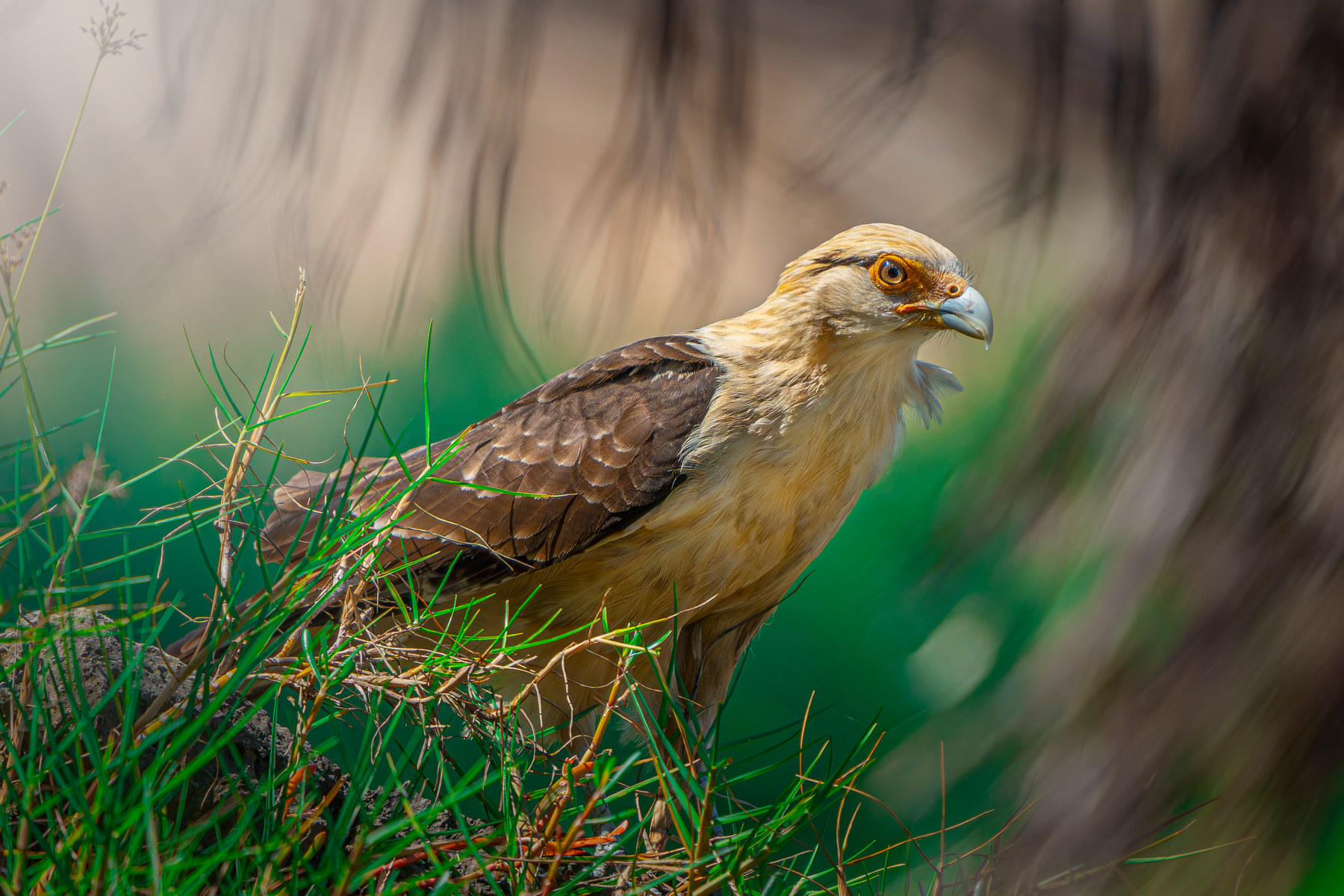 Yellow-headed caracara