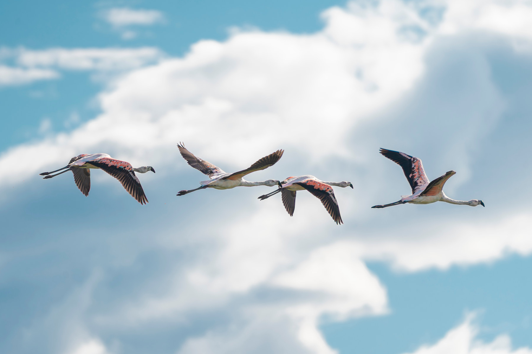 Chilean flamingos