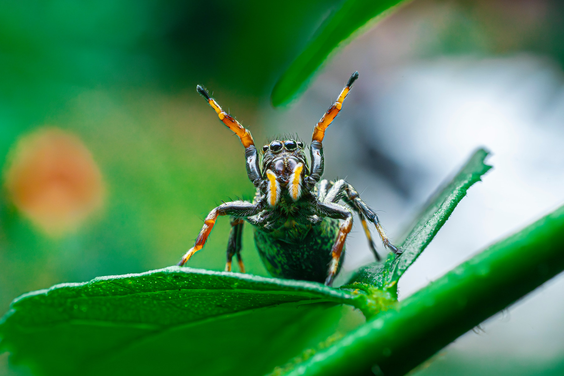 Jumping spider · Los Cusingos