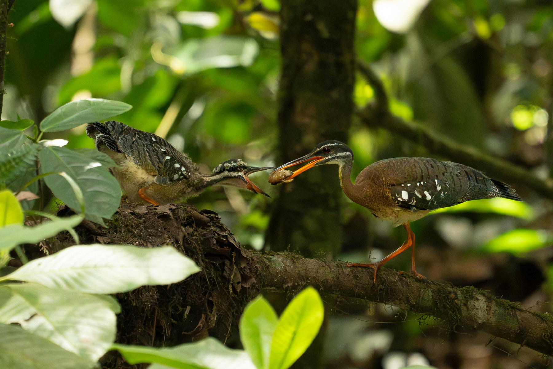 Sunbittern feeding its chick