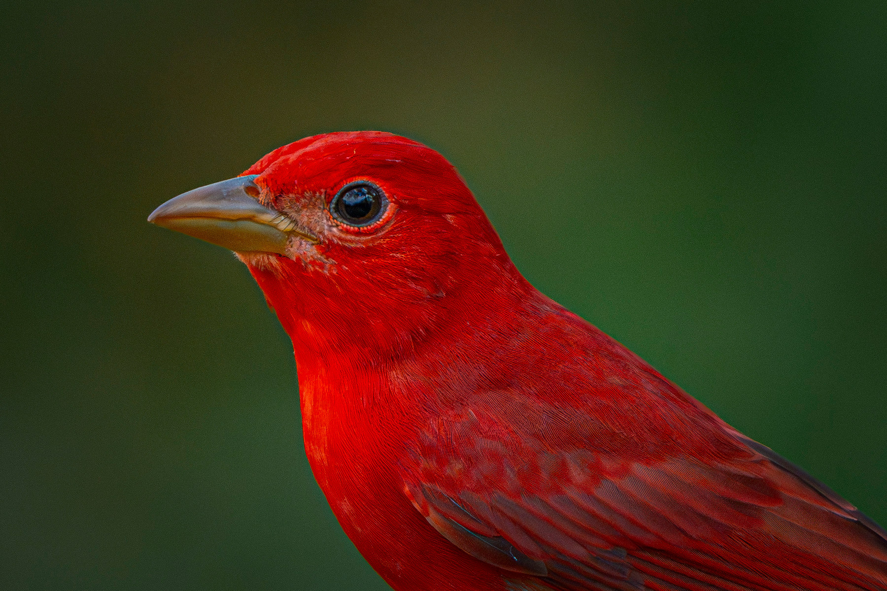 Summer tanager