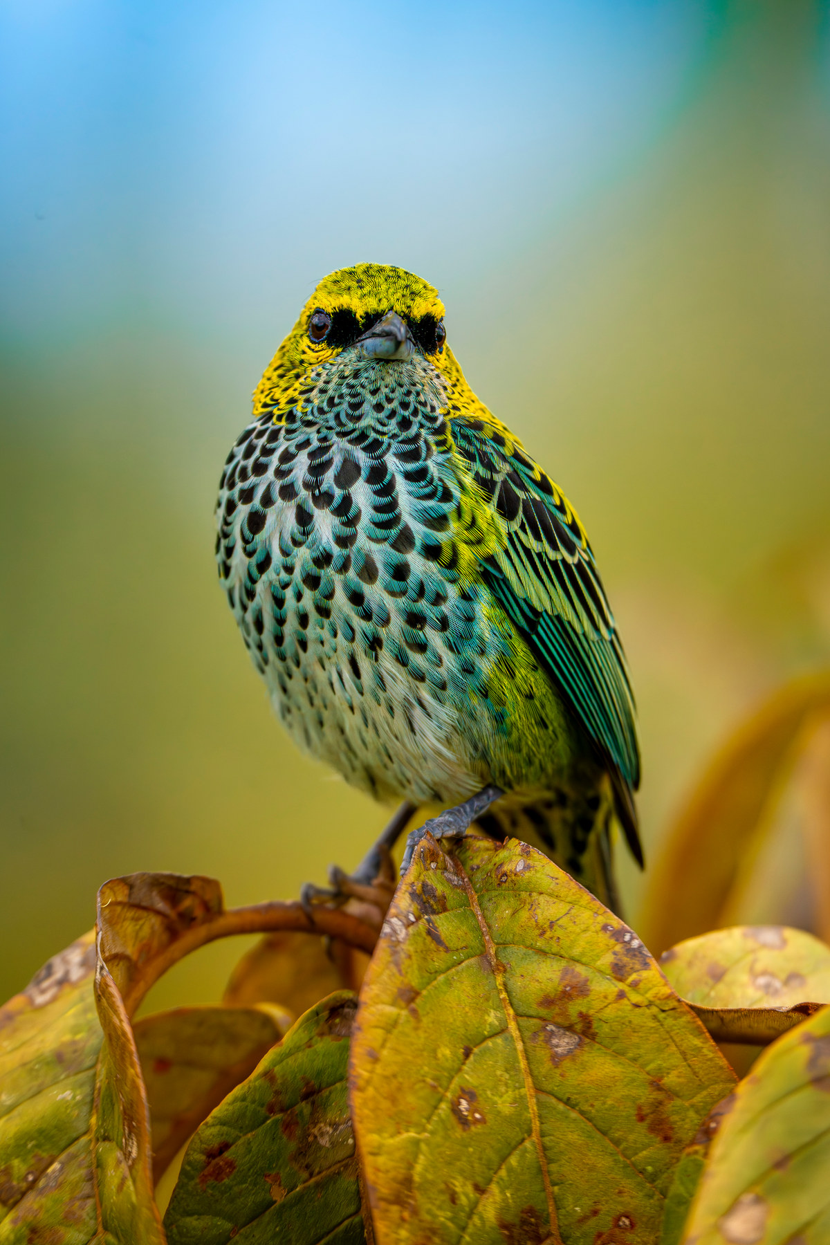 Speckled tanager, head on