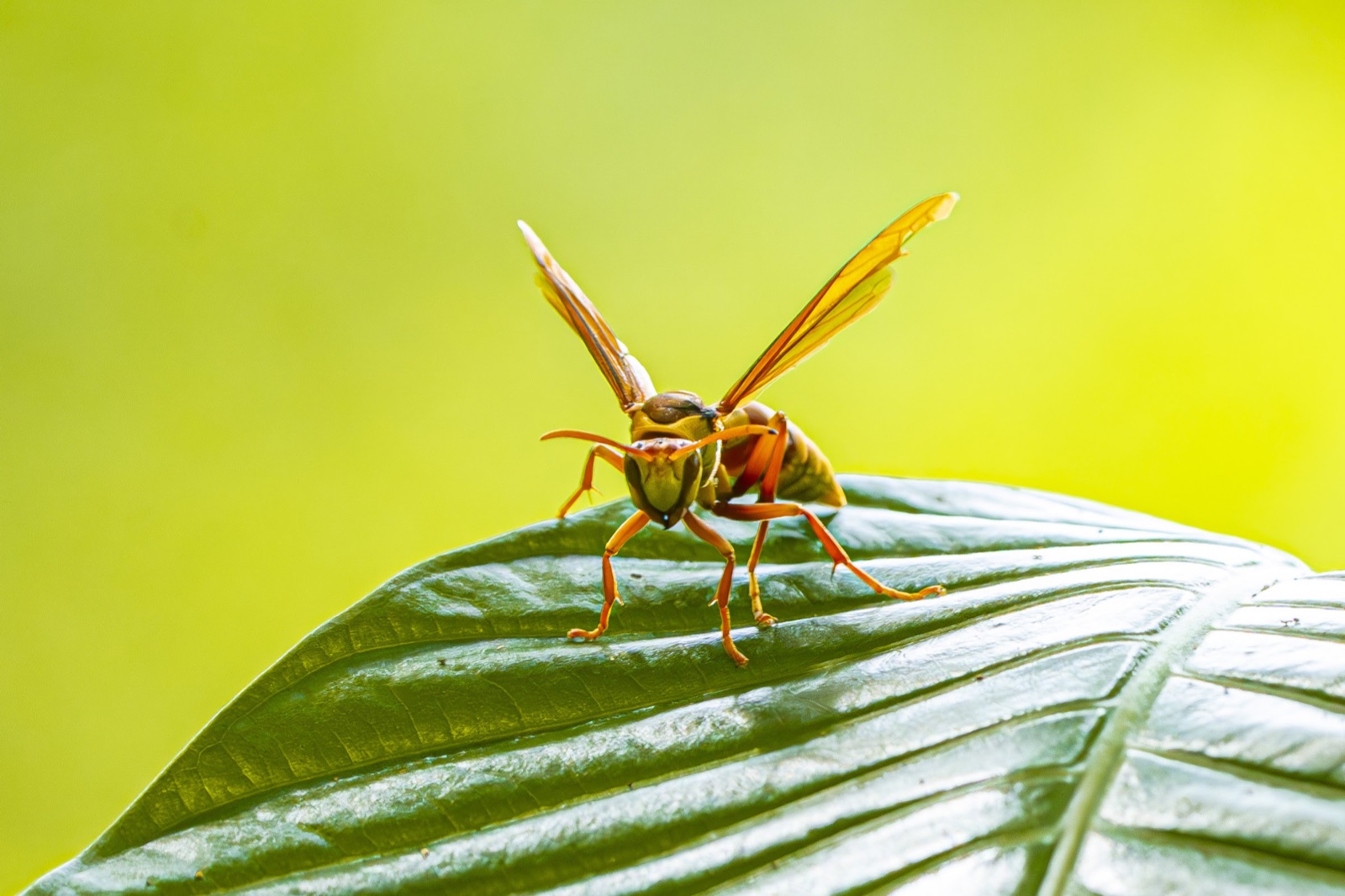 Paper wasp, wings raised
