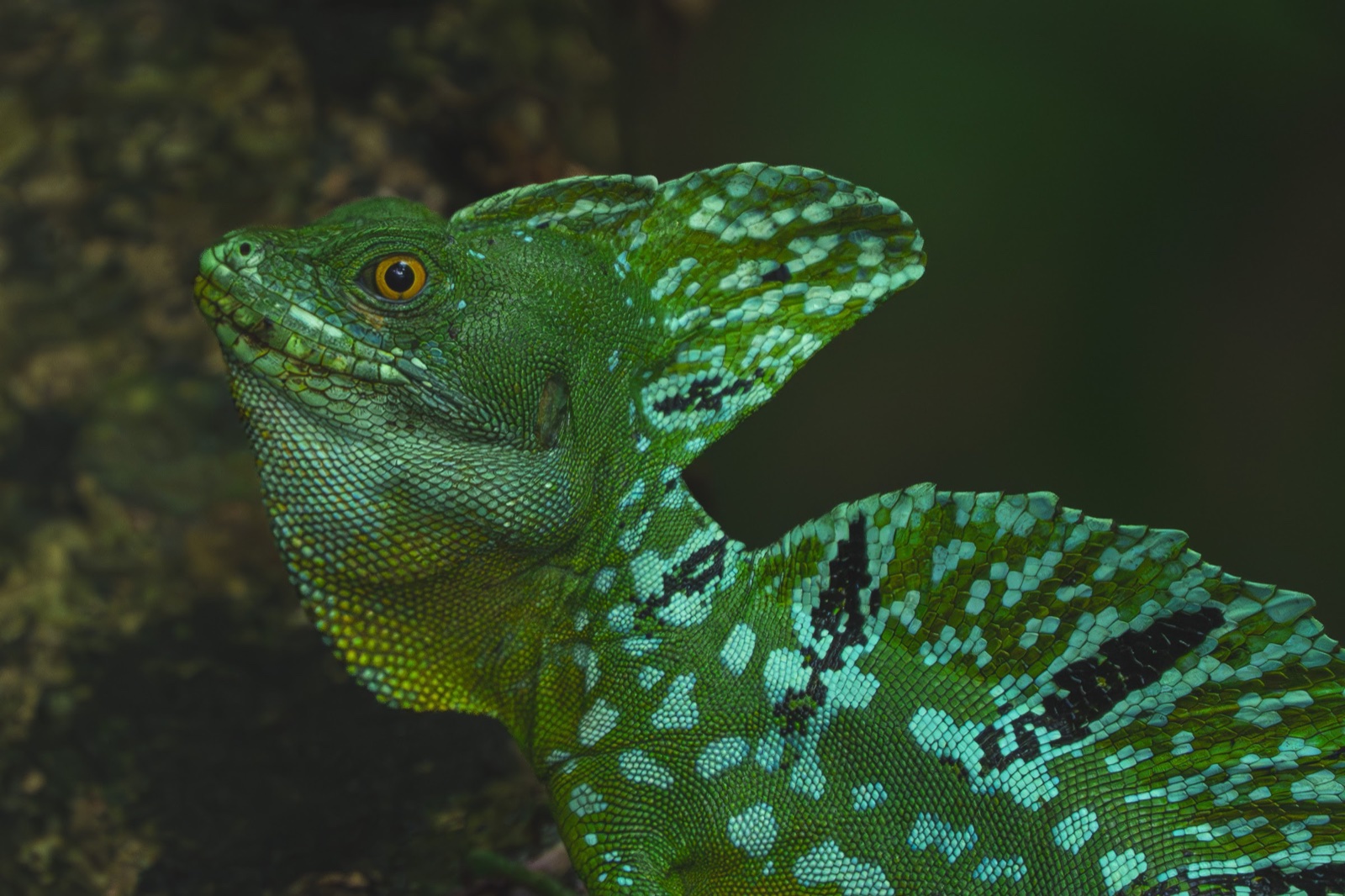 Green basilisk · Parismina