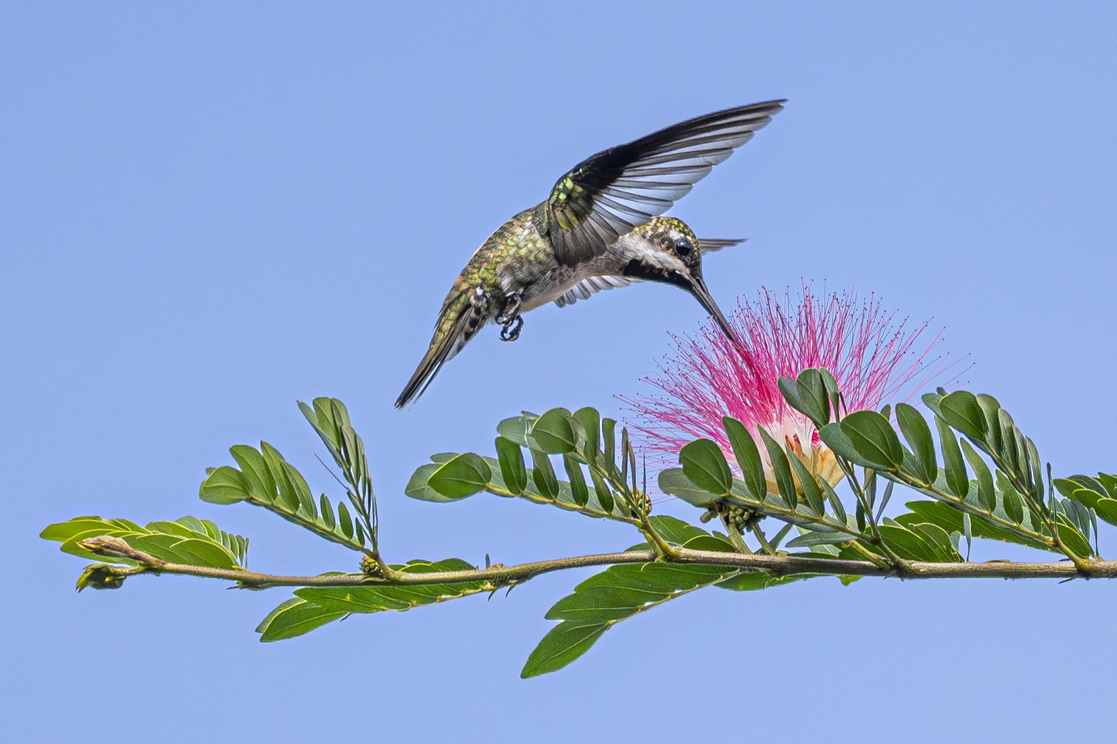 Hummingbird at a powderpuff flower