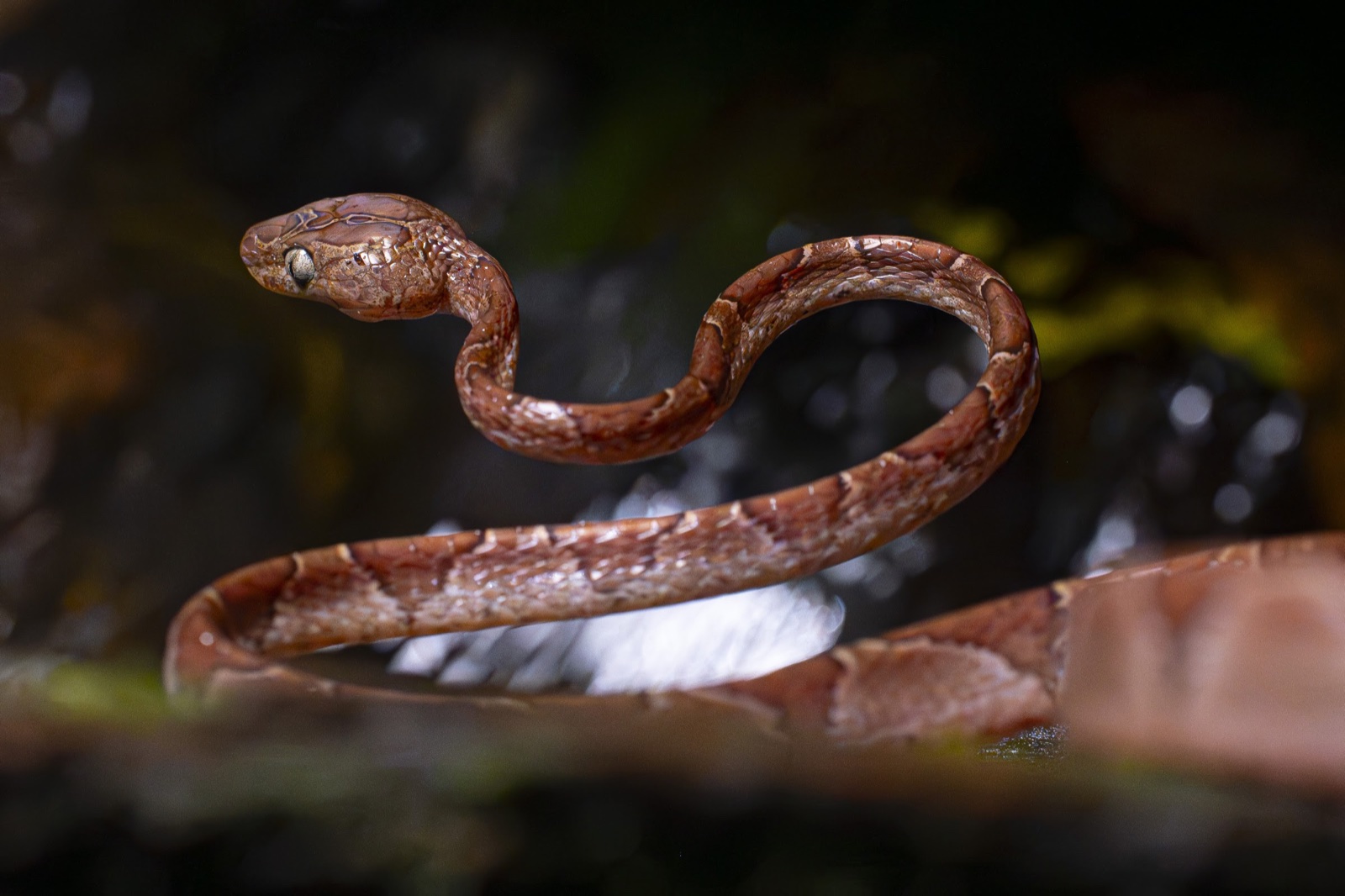 Snake after dark