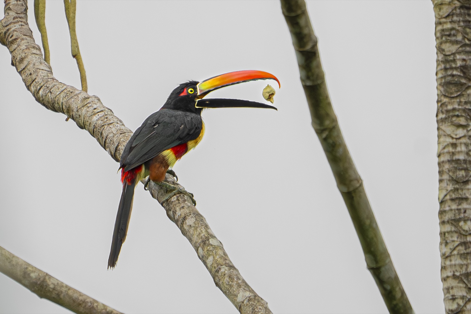 Fiery-billed aracari