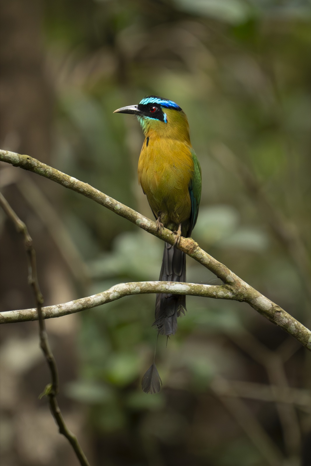 Lesson’s motmot