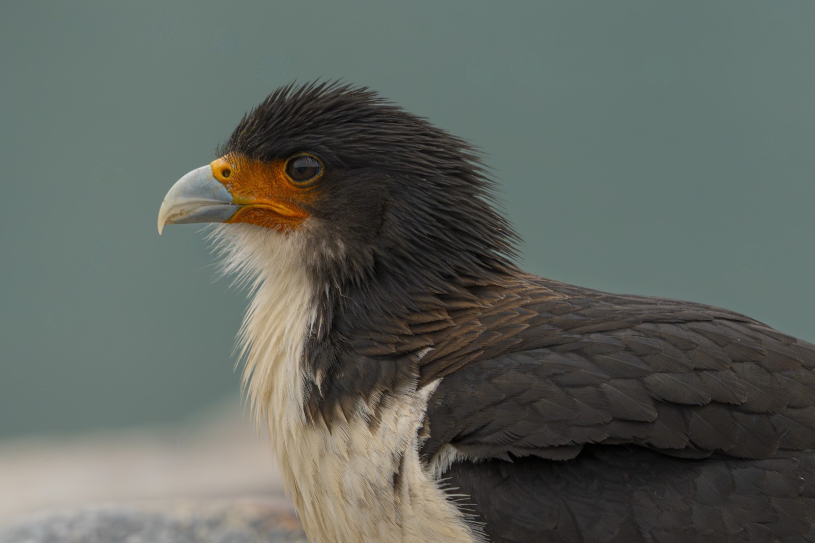 White-throated caracara