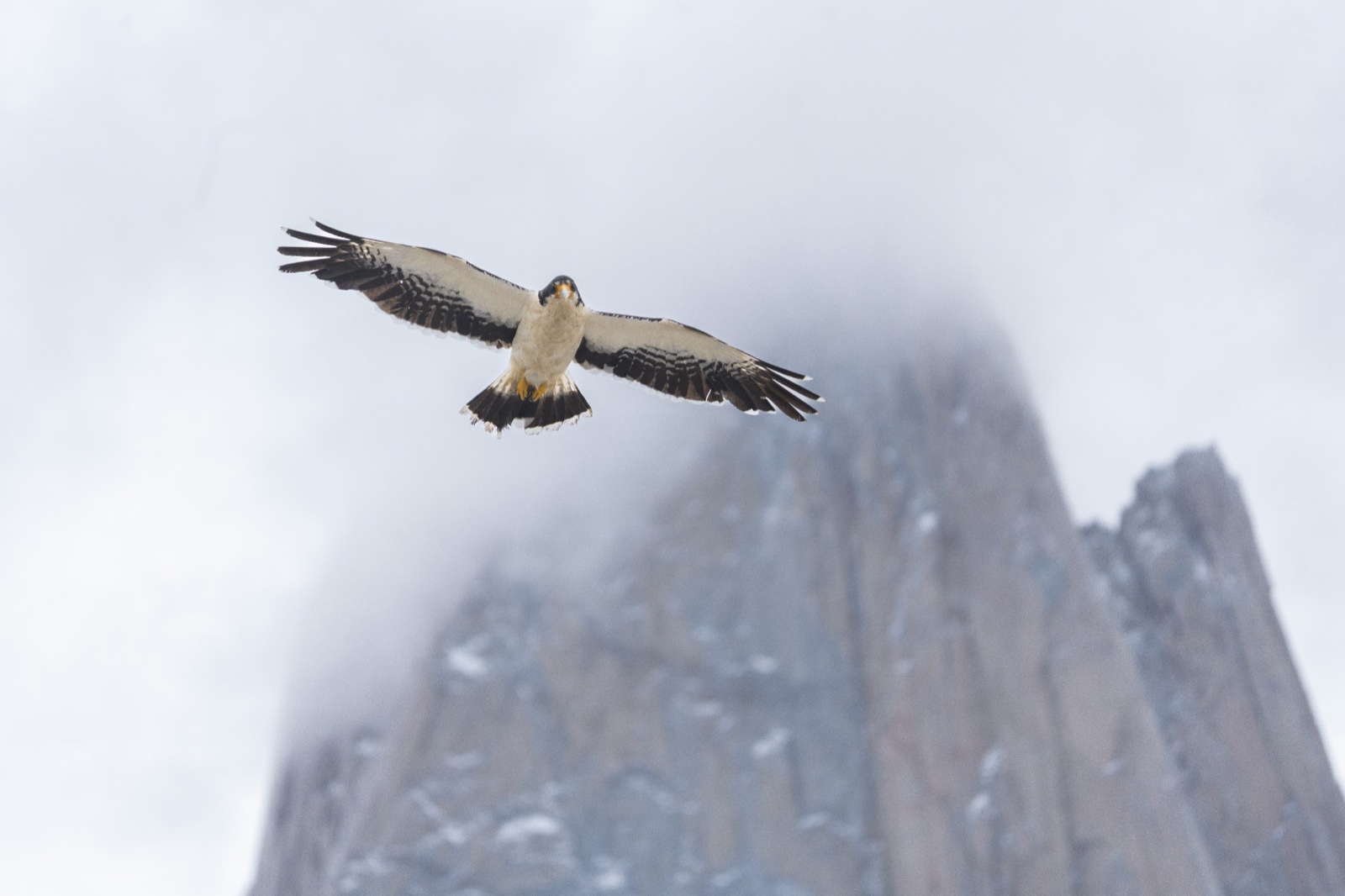 Caracara below Fitz Roy