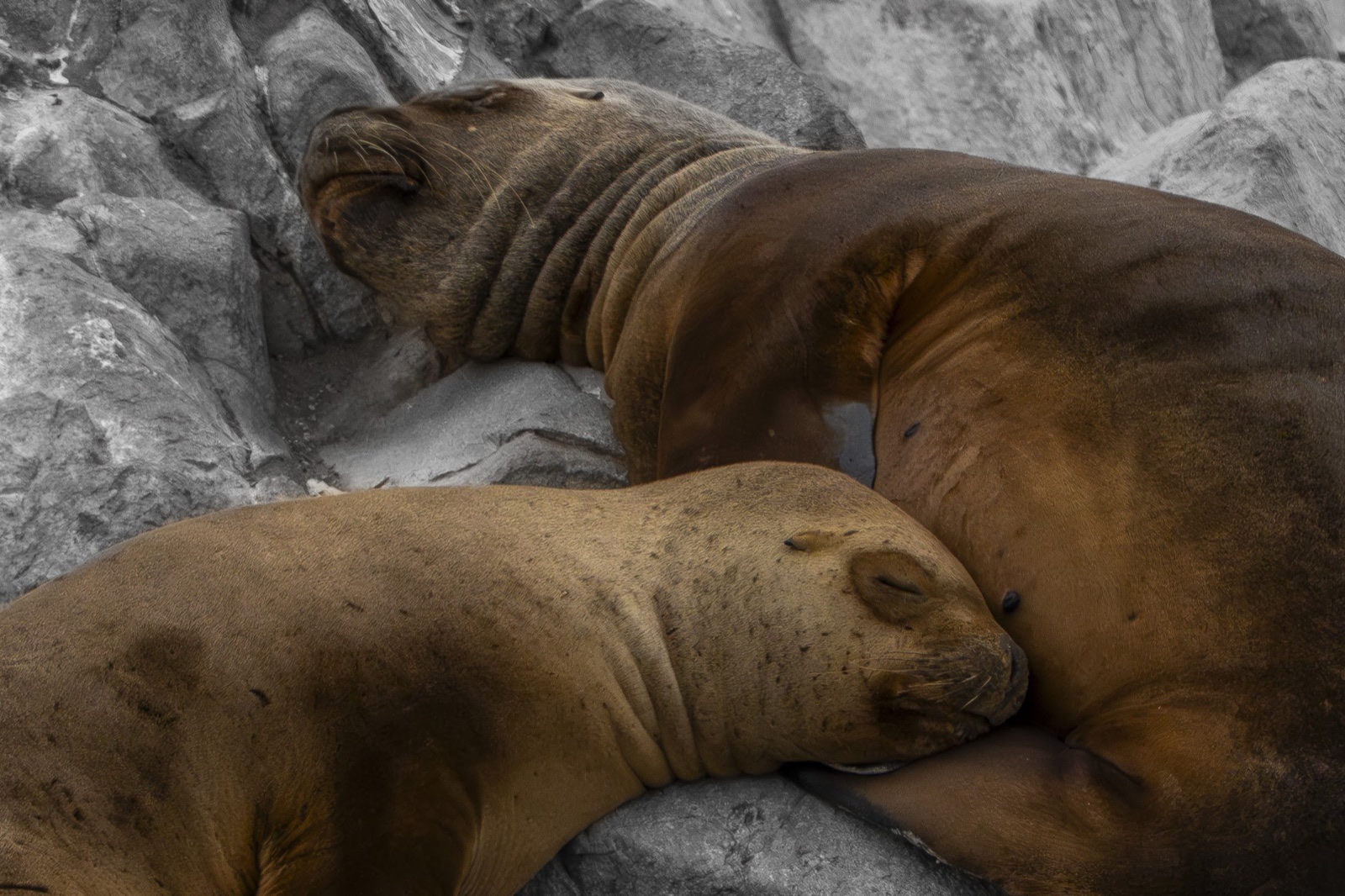 South American sea lions