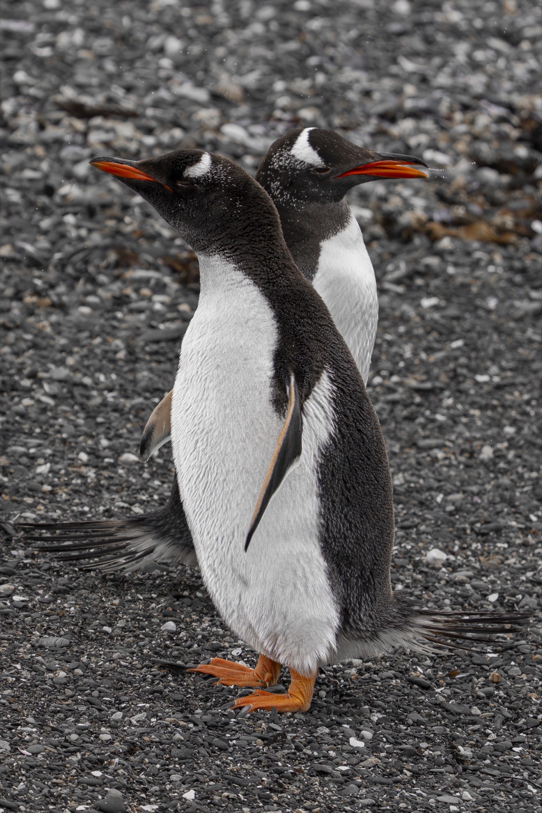 Gentoo penguins