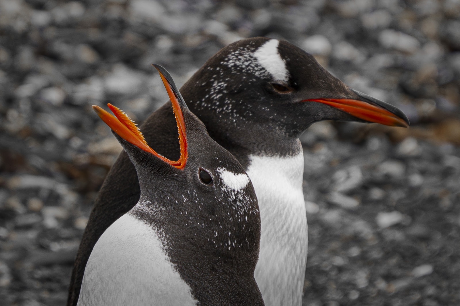 Gentoo penguins · Beagle Channel