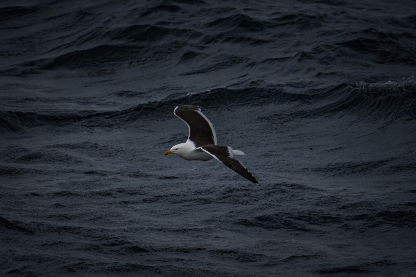 Kelp gull over open water
