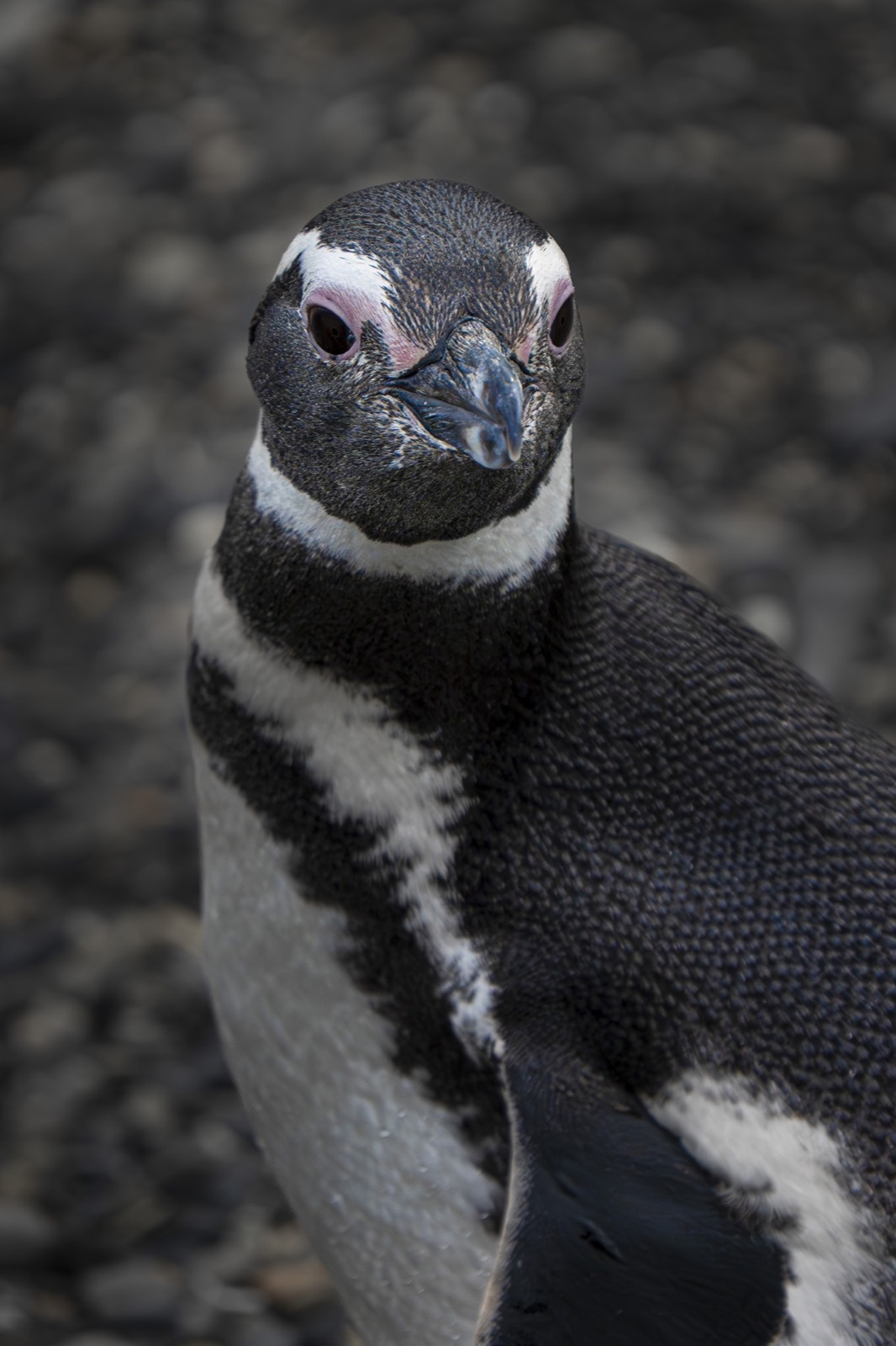 Magellanic penguin