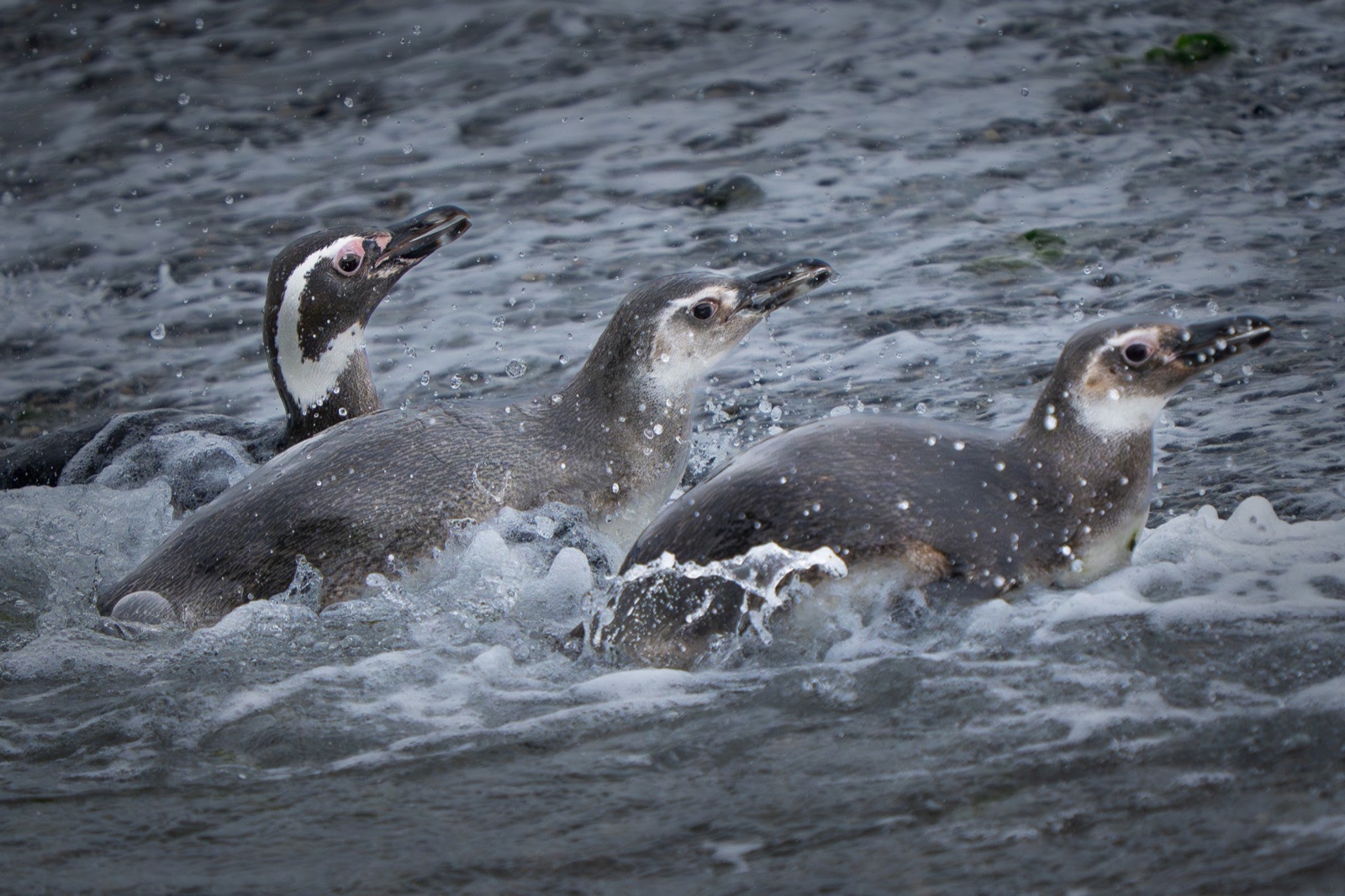 Magellanic penguins in the surf