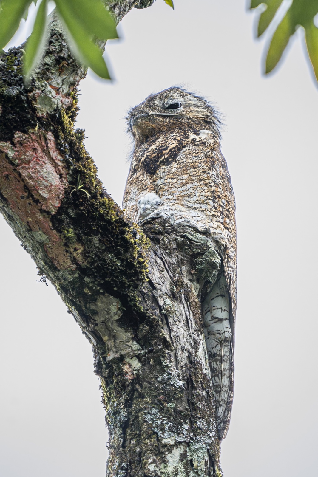 Potoo