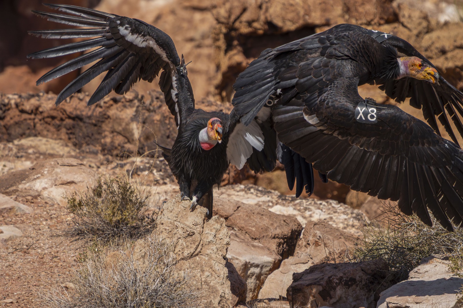 California condors